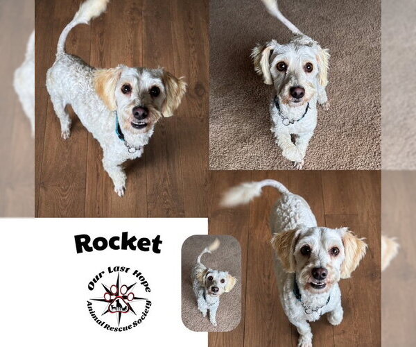 Medium Photo #1 Maltipoo (Miniature) Puppy For Sale in Princeton, British Columbia, Canada