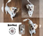 Small Maltipoo (Miniature)