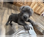 Puppy Lilac Cane Corso