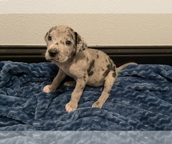 Medium Photo #4 Great Dane Puppy For Sale in SHREVEPORT, LA, USA