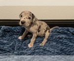 Small Photo #4 Great Dane Puppy For Sale in SHREVEPORT, LA, USA