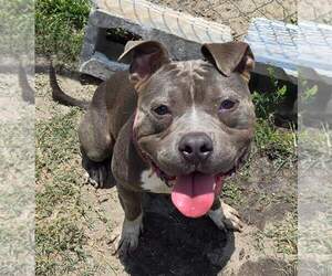 American Bulldog-Unknown Mix Dogs for adoption in  Gainesville, FL, USA