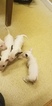 Small Photo #74 Bull Terrier Puppy For Sale in JACKSON, MI, USA