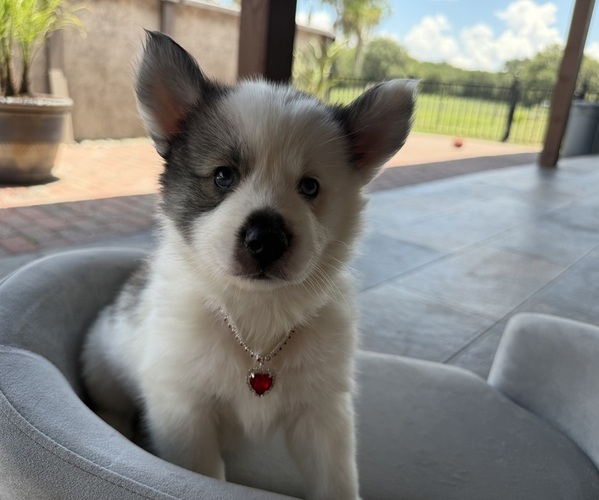 Medium Photo #1 Pomsky Puppy For Sale in WEBSTER, FL, USA