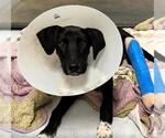 Small #1 Labrador Retriever Mix