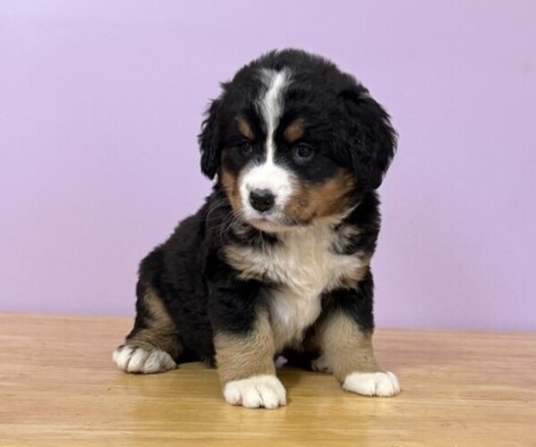 Medium Photo #2 Bernese Mountain Dog Puppy For Sale in WITHEE, WI, USA