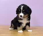 Small #1 Bernese Mountain Dog