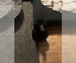 Small Photo #2 Poodle (Standard) Puppy For Sale in CLARKS SUMMIT, PA, USA