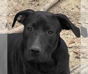 Labrador Retriever-Unknown Mix Dogs for adoption in Yardley, PA, USA