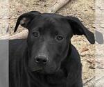 Small Labrador Retriever Mix