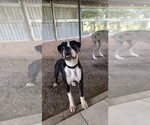 Small Photo #1 Boxer Puppy For Sale in VICTORIA, TX, USA