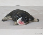Small #1 Bulldog