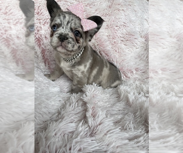 Medium Photo #1 French Bulldog Puppy For Sale in BEECH GROVE, IN, USA