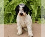 Small Poodle (Miniature)
