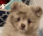 Small #1 Pomeranian