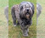 Small Poodle (Standard) Mix