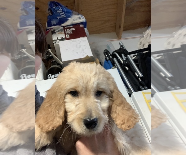 Medium Photo #1 Goldendoodle Puppy For Sale in CALIMESA, CA, USA