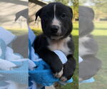 Small American Pit Bull Terrier-Labrador Retriever Mix
