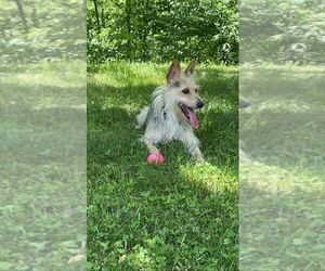 Mutt Dogs for adoption in Aurora, IN, USA