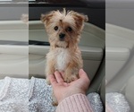 Small Photo #1 Yorkipoo Puppy For Sale in SALEM, MA, USA