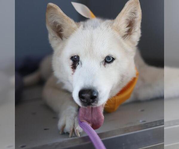 Medium Photo #1 Siberian Husky-Unknown Mix Puppy For Sale in San Antonio, TX, USA