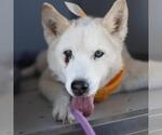 Small Siberian Husky Mix