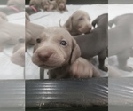 Small Photo #5 Weimaraner Puppy For Sale in BURKE, VA, USA