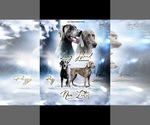 Small Photo #1 Weimaraner Puppy For Sale in SMITHTOWN, NY, USA