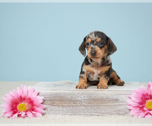 Dachshund Litter for sale in SHILOH, OH, USA