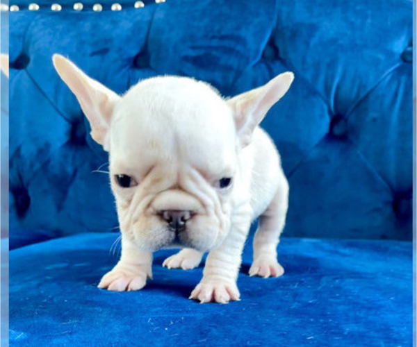 Medium Photo #18 French Bulldog Puppy For Sale in ANDERSONVILLE, TN, USA