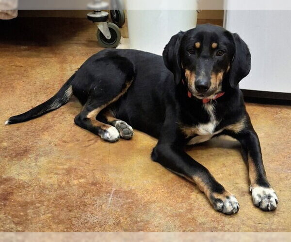 Medium Photo #2 Black and Tan Coonhound-Unknown Mix Puppy For Sale in Mountain View, AR, USA