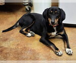 Small #1 Black and Tan Coonhound Mix