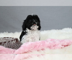 Puppy Eve Cavapoo