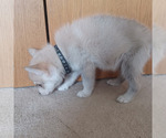 Small #3 Gerberian Shepsky