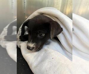 American Staffordshire Terrier Dogs for adoption in San Antonio, TX, USA