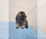 Small #2 ShihPoo