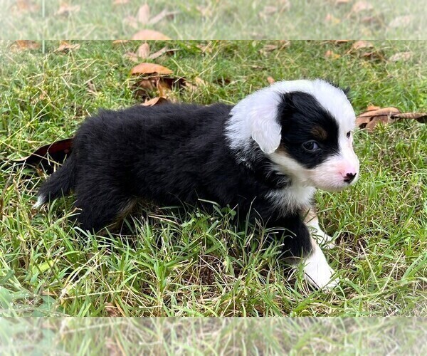 Medium Photo #11 Miniature Australian Shepherd Puppy For Sale in MONTICELLO, SC, USA