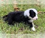 Small #10 Miniature Australian Shepherd