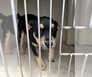 Rottweiler-Unknown Mix Dogs for adoption in Oklahoma City, OK, USA