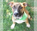 Small #4 Boxer Mix