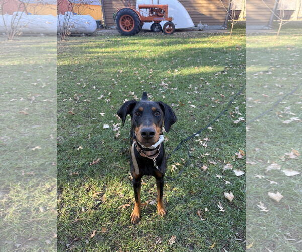 Medium Photo #9 Doberman Pinscher Puppy For Sale in Minneaoplis, MN, USA