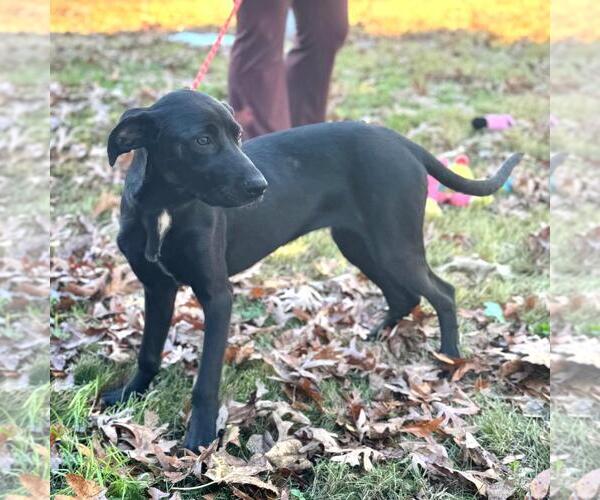 Medium Photo #3 Catahoula Leopard Dog-Labrador Retriever Mix Puppy For Sale in Yardley, PA, USA