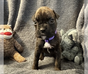 Boxer Puppy for sale in LANSING, MI, USA