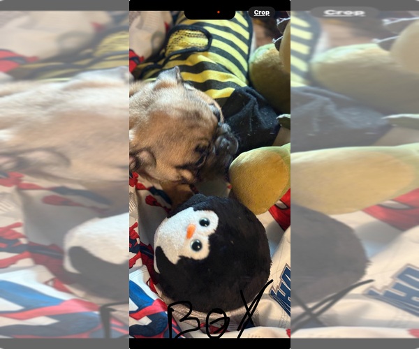 Medium Photo #4 Pug Puppy For Sale in FREDERICKSBURG, VA, USA