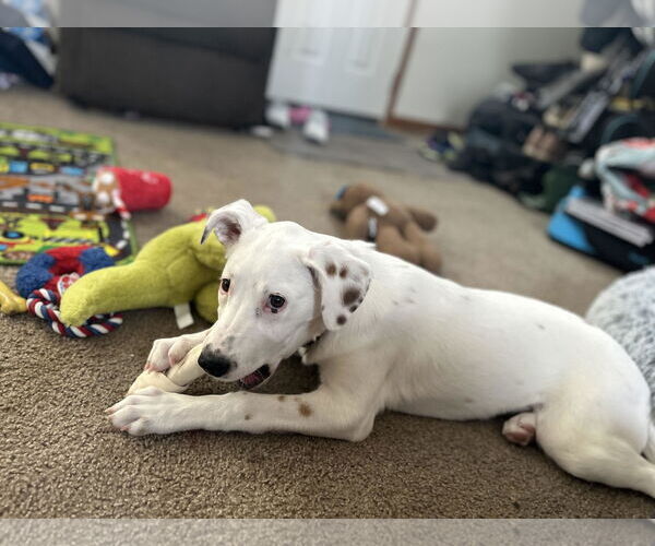 Medium Photo #12 Mutt Puppy For Sale in Farmington, MN, USA