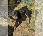 Small #18 Doberman Pinscher