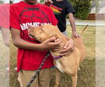 Small #5 American Pit Bull Terrier-Labrador Retriever Mix