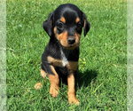 Small Chiweenie
