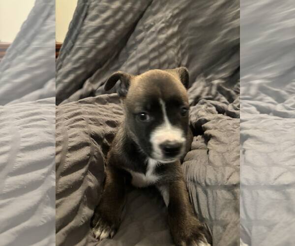 Medium Photo #6 American Staffordshire Terrier-Labrador Retriever Mix Puppy For Sale in Orange Grove, TX, USA