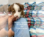 Puppy Rumor Miniature Australian Shepherd